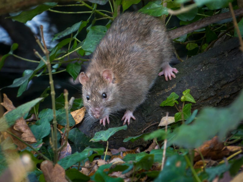 Rat bij een muur — rattenbestrijding